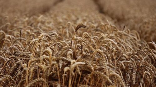 Ukraina do të krijojë qendra të drithit në vendet e Afrikës Perëndimore