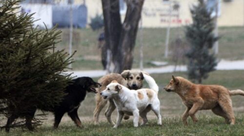 Tetovarët do të marrin poena nëse kafshohen nga qentë endacak, më pas në bazë të tyre do t’u jepet dëmshpërblim