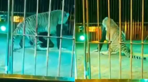 Pamjet e rënda | Tigri sulmon trajnerin e cirkut, i kafshon qafën gjatë performancës (Video)