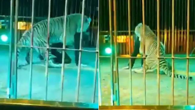 Pamjet e rënda | Tigri sulmon trajnerin e cirkut, i kafshon qafën gjatë performancës (Video)
