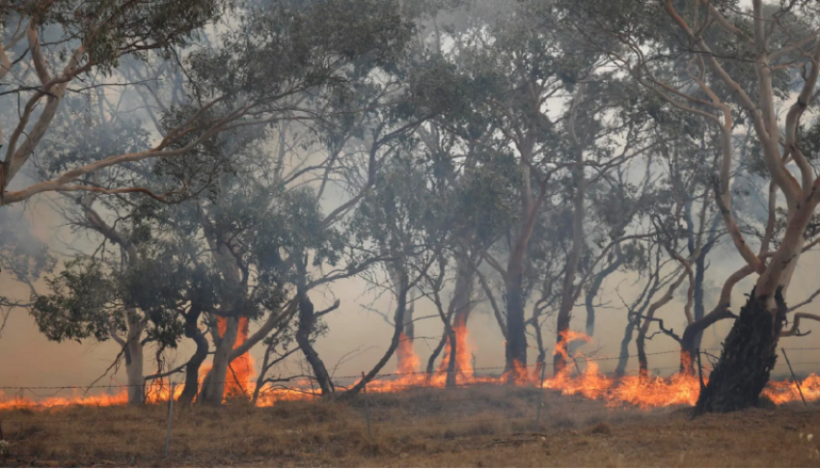 Situatë e vështirë në Australi, zjarre masive dhe thatësira të vazhdueshme