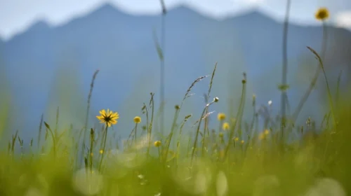 Deri të premten mot stabil, për fundjavë reshje të kohëpaskohshme të shiut