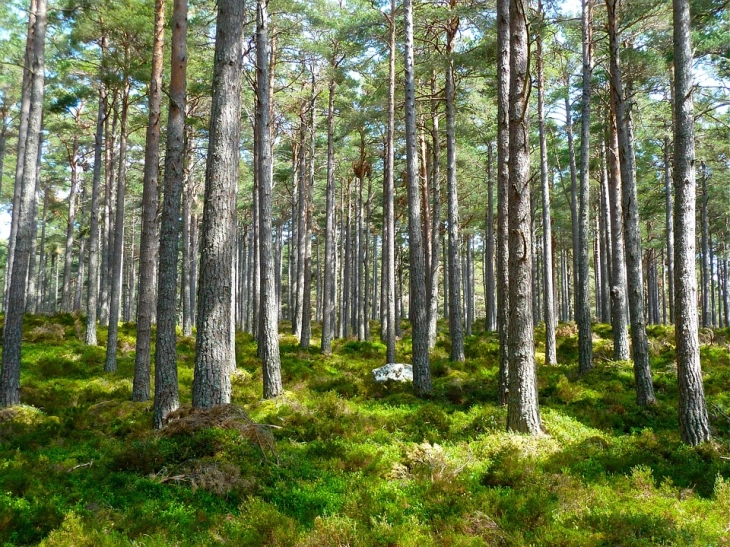 Fillon projekti i financuar nga BE-ja për reforma në pylltari