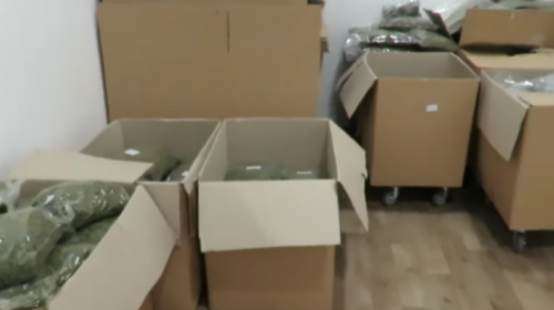 Policia gjen parregullsi në kompaninë e licencuar për prodhim të kanabisit në Maqedoni