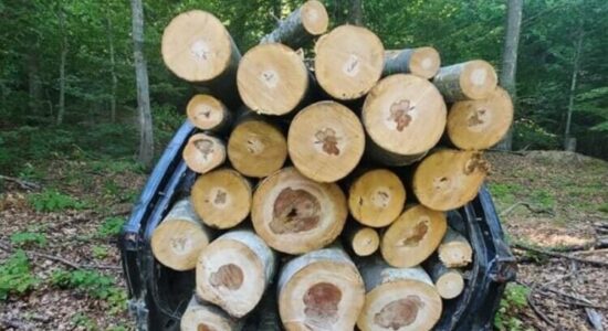 Policia Pyjore sekuestron 19 metra kub dru të prerë ilegalisht në Dellçevë