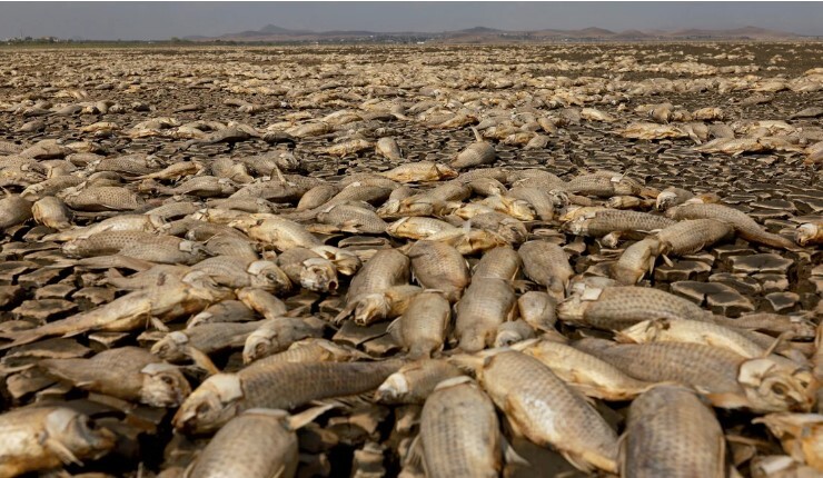 Mijëra peshq të ngordhur mbulojnë lagunën e tharë në Meksikën e goditur nga i nxehti