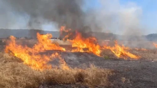 (VIDEO) Arrestohet një piroman nga Prilepi, ka shkaktuar 5 zjarre të qëllimshme