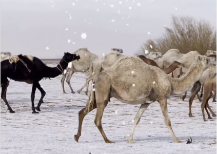 Për herë të parë bie borë në pjesën veriore të Arabisë Saudite