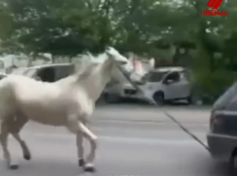 Kali që tërhiqej zvarr në Shkup