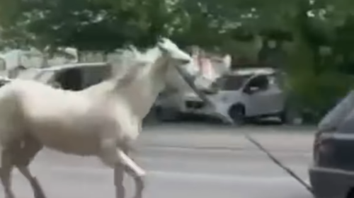 Tërhoqi kalin me makinën e tij në Shkup, policia merr masa ndaj autorit