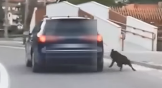 Tërheqi zvarrë me veturë qenin në Kriva Pallankë, kallëzim penal kundër 23-vjeçarit