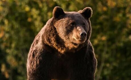 Një grua është sulmuar nga ariu në Siniçan të Bogovinës