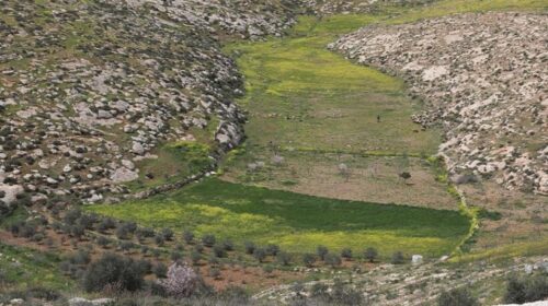 Izraelitët që uzurpuan tokat palestineze, vodhën dhe vranë qindra dele në Bregun Perëndimor