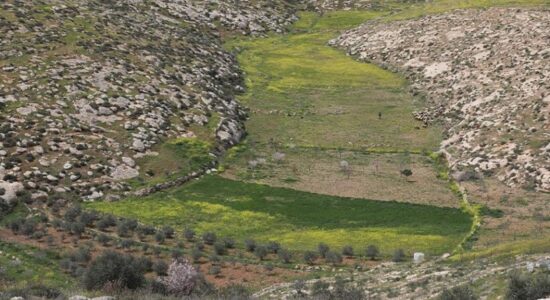 Izraelitët që uzurpuan tokat palestineze, vodhën dhe vranë qindra dele në Bregun Perëndimor