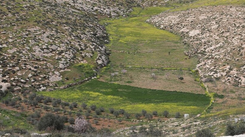 Izraelitët që uzurpuan tokat palestineze, vodhën dhe vranë qindra dele në Bregun Perëndimor