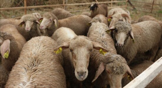 Konfirmohet rasti i parë i një murtaje për delet dhe dhitë në Kosovë