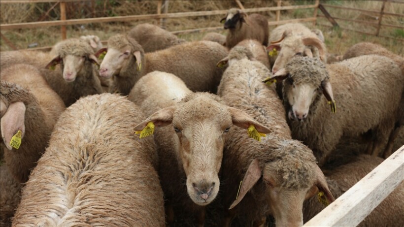 Konfirmohet rasti i parë i një murtaje për delet dhe dhitë në Kosovë