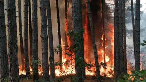 Viktima e dytë nga zjarret, humb jetën një burrë në Kriva Pallankë
