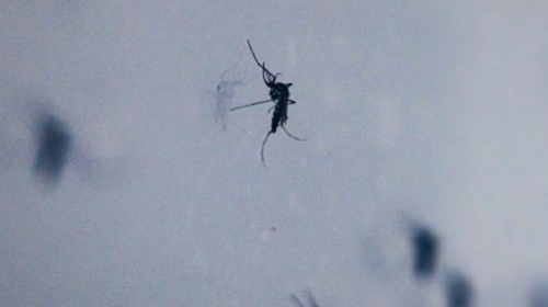 Evropa përballet me kërcënim në rritje nga sëmundjet e transmetuara nga mushkonjat