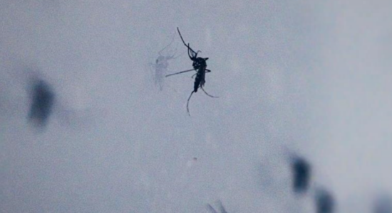 Evropa përballet me kërcënim në rritje nga sëmundjet e transmetuara nga mushkonjat