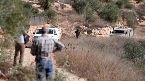 Palestinezët dokumentojnë mbi 150 sulme nga kolonët izraelitë që nga fillimi i sezonit të vjeljes së ullinjve