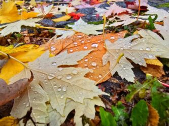 Moti. Foto: M. Usman/Pexels