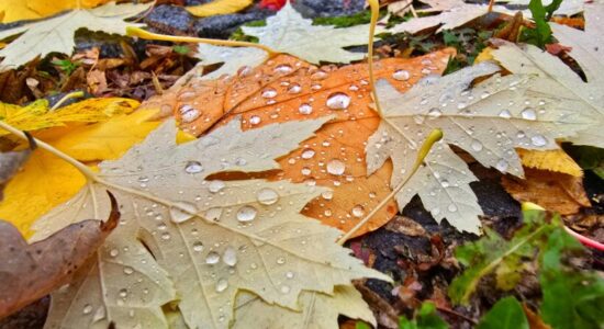 Moti sot në Maqedoninë e Veriut
