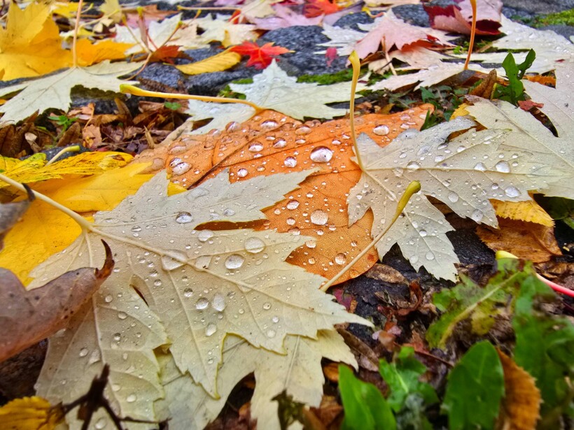 Moti sot në Maqedoninë e Veriut
