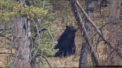 Ariu sulmoi një person në Dollnen, i lënduar rëndë dërgohet në qendrën klinike në Shkup