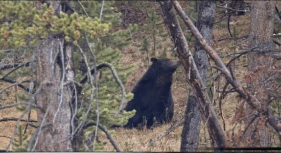 Ariu sulmoi një person në Dollnen, i lënduar rëndë dërgohet në qendrën klinike në Shkup