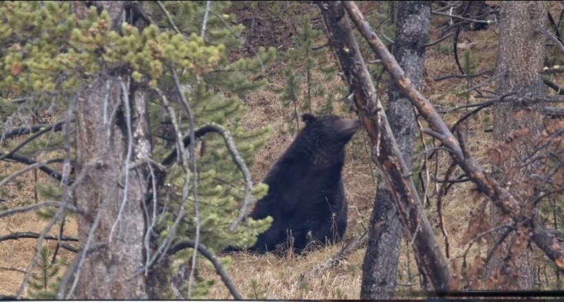 Ariu sulmoi një person në Dollnen, i lënduar rëndë dërgohet në qendrën klinike në Shkup