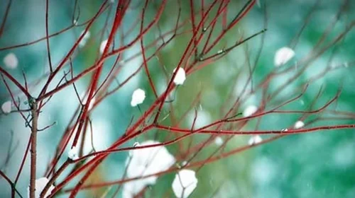 Temperatura më e ulët është regjistruar në Krushevë, më e larta në Gjevgjeli