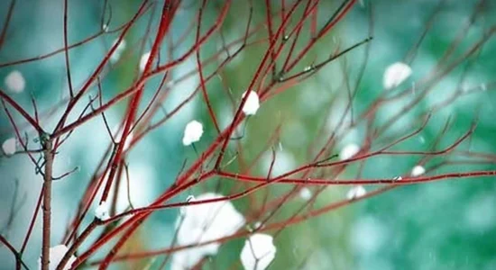 Temperatura më e ulët është regjistruar në Krushevë, më e larta në Gjevgjeli