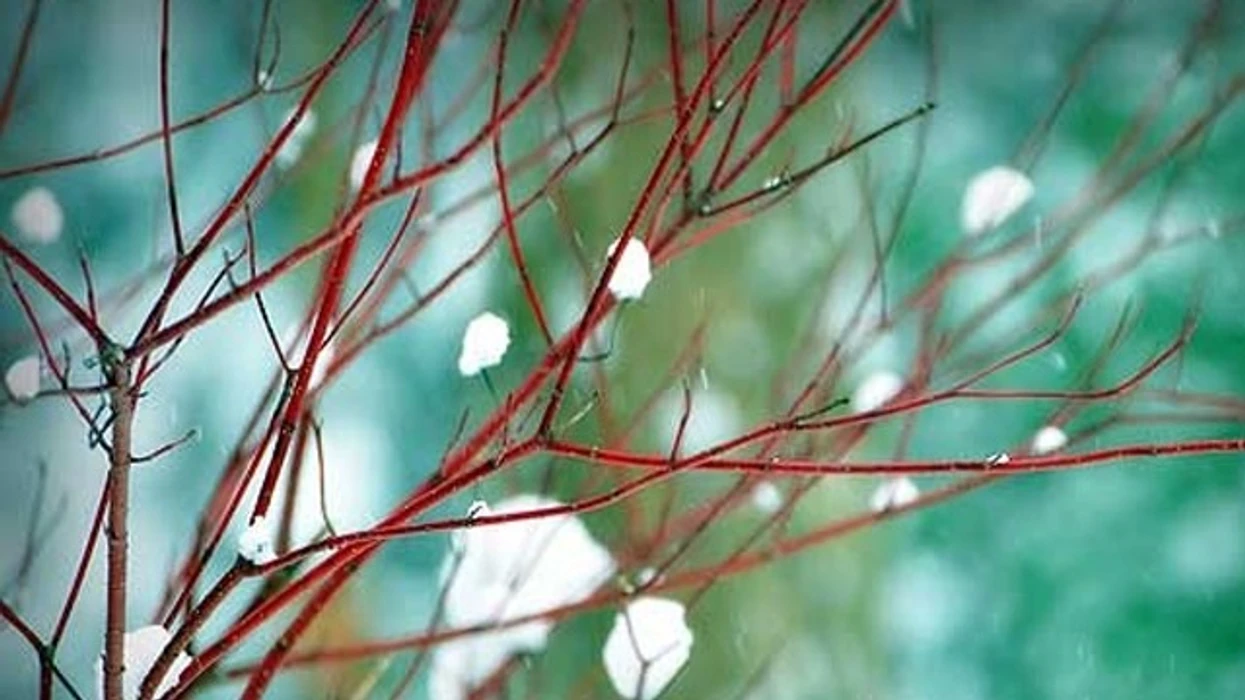 Temperatura më e ulët është regjistruar në Krushevë, më e larta në Gjevgjeli