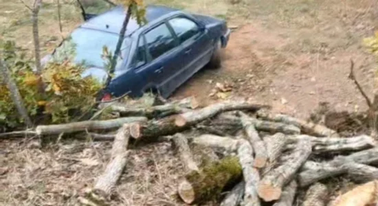 Arrestohen pesë persona nga Prilepi për prerje joligjore të druve