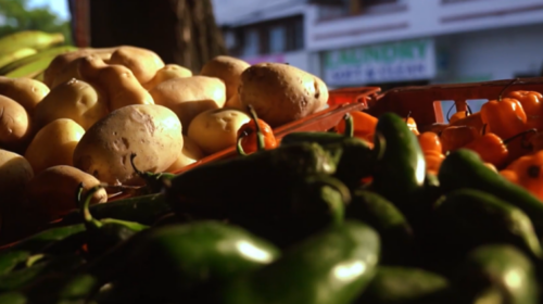 (VIDEO) Asgjësohen mbi 20 tonë patate “pomfrit” me afat të skaduar
