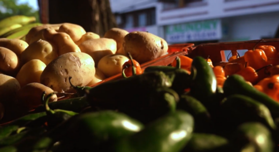 (VIDEO) Asgjësohen mbi 20 tonë patate “pomfrit” me afat të skaduar