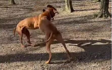 Arrestohen 9 persona në Maqedoni për përleshje me qenë, 4 prej tyre nga Kosova