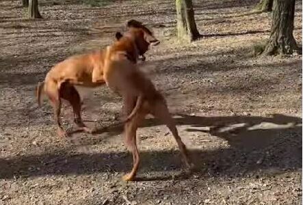 Arrestohen 9 persona në Maqedoni për përleshje me qenë, 4 prej tyre nga Kosova