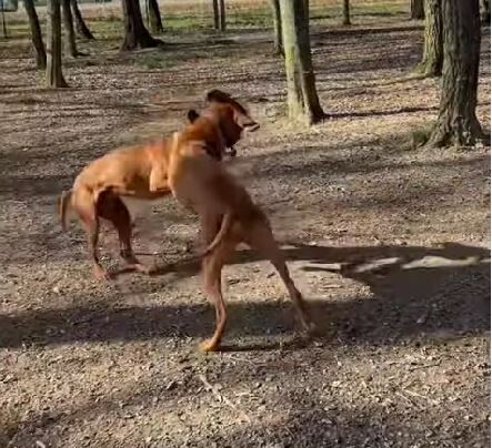 Arrestohen 9 persona në Maqedoni për përleshje me qenë, 4 prej tyre nga Kosova