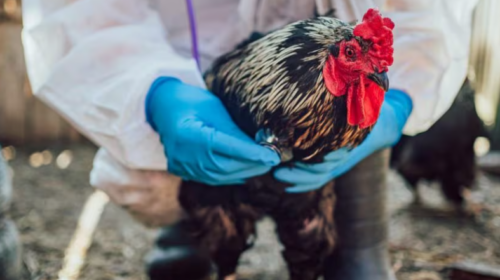 Tragjedia e parë nga gripi i shpendëve në SHBA: Një person ndërron jetë pas infektimit me llojin H5N5