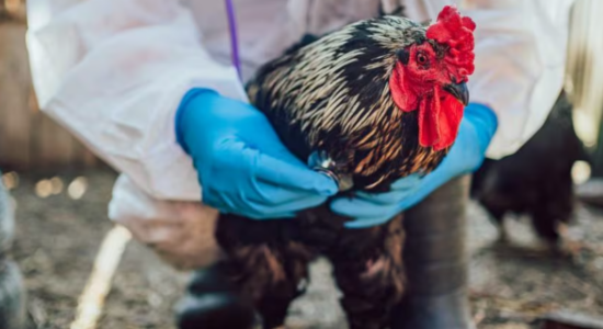 Tragjedia e parë nga gripi i shpendëve në SHBA: Një person ndërron jetë pas infektimit me llojin H5N5