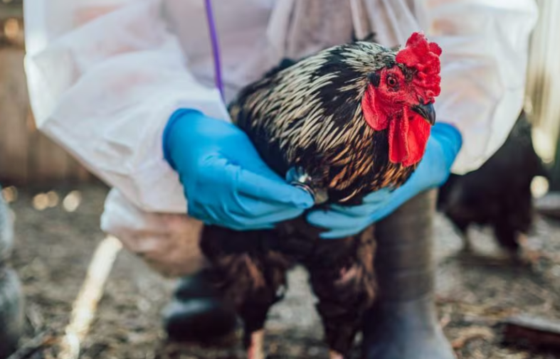 Tragjedia e parë nga gripi i shpendëve në SHBA: Një person ndërron jetë pas infektimit me llojin H5N5