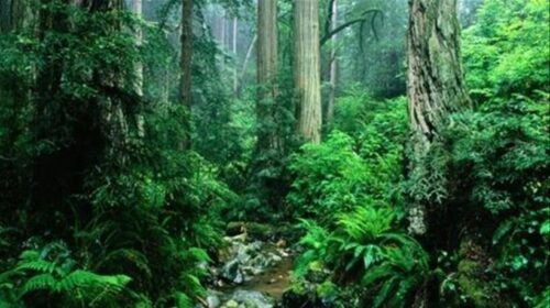 OKB: Bota po humbet 10 milionë hektarë pyje tropikale çdo vit