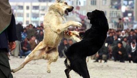 Prokurorët maqedonas ndjekin një kosovar dhe një grek për shkaktimin e “vuajtjeve të panevojshme” ndaj qenëve