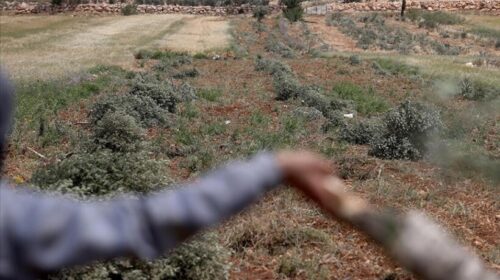 Kolonët izraelitë plagosën një foshnjë palestineze dhe shkatërruan pemët e ullirit në Bregun Perëndimor