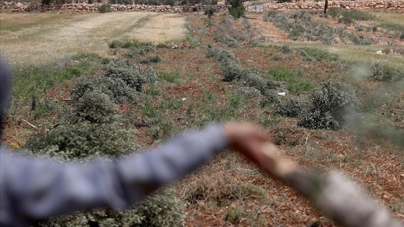 Kolonët izraelitë plagosën një foshnjë palestineze dhe shkatërruan pemët e ullirit në Bregun Perëndimor