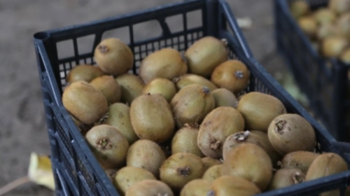 (VIDEO) Ndalohet importi i mbi 22 tonëve kivi nga Serbia, kishin larva dhe insekte