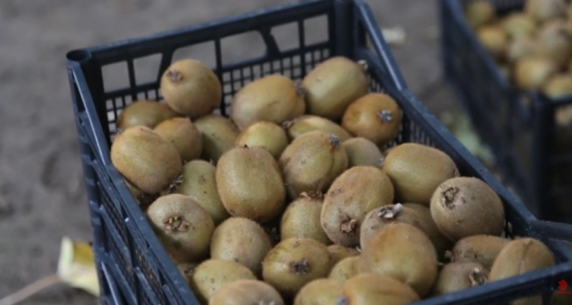 kivi-nga-serbia-rezulton-i-rrezikshem-asgjesohen-mbi-22-ton-ne-maqedonine-e-veriut