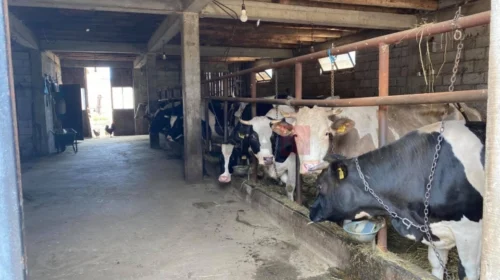 MBPEU: Janë paguar 335.963.096 denarë ndaj 1.211 blegtorëve